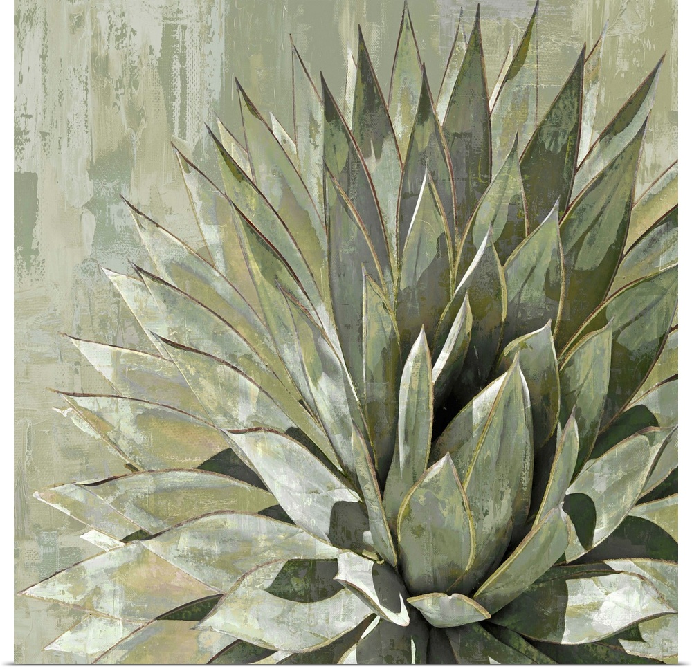 Square illustration of a succulent plant on a textured background.