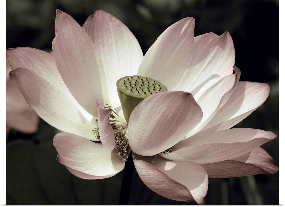 Close-up photograph of a lotus flower with muted pink, green, and white hues.