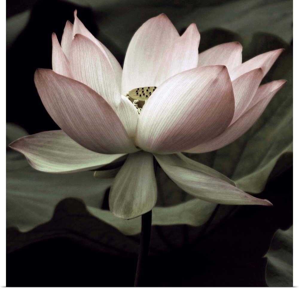 Square photograph of a muted lotus flower.