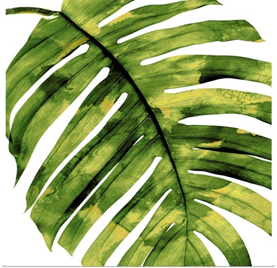 Tropical Palm II