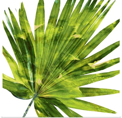 Tropical Palm IV