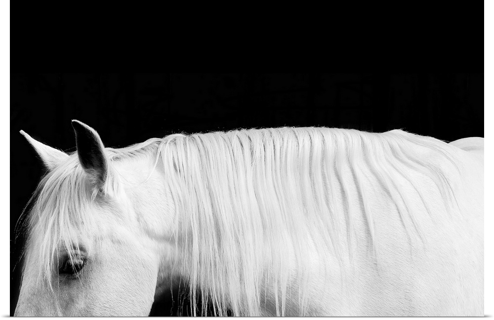 Black and white photograph of a white stallion with a flowing mane against a black background.