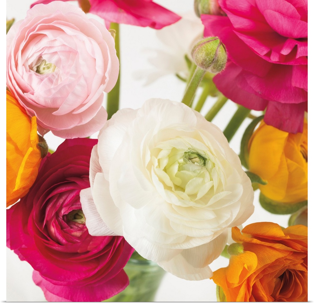 Square photo of vibrant colored roses in shades of pink, yellow and white.