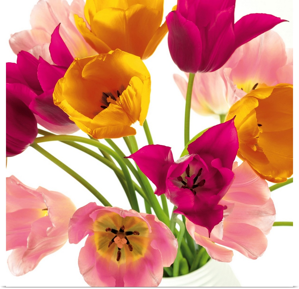 Square photo of vibrant colored tulips in shades of pink, yellow and white.