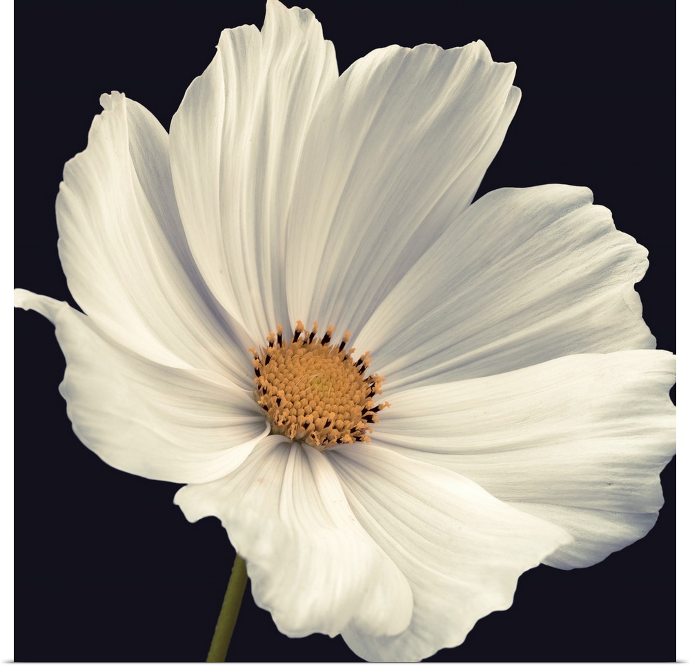 A square photograph of a close up view of a white cosmos flower.
