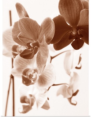 Dreamy Orchids I