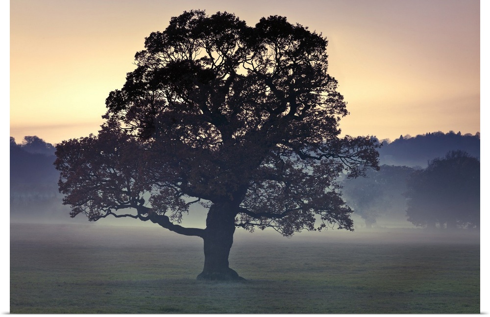 Photograph of a large tree in a field as the evening mist appears with a line of trees in the background.