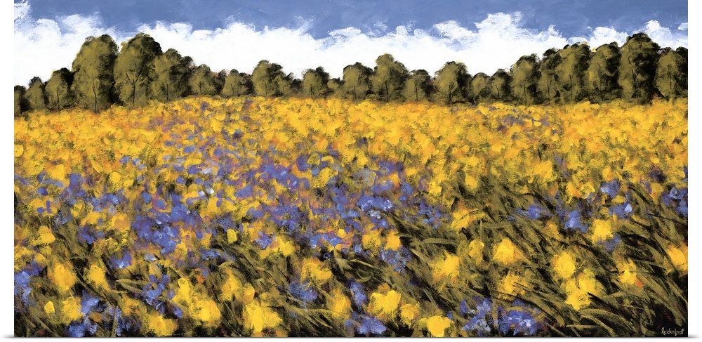 A panoramic image of a field of purple and yellow flowers with a line of trees in the background.