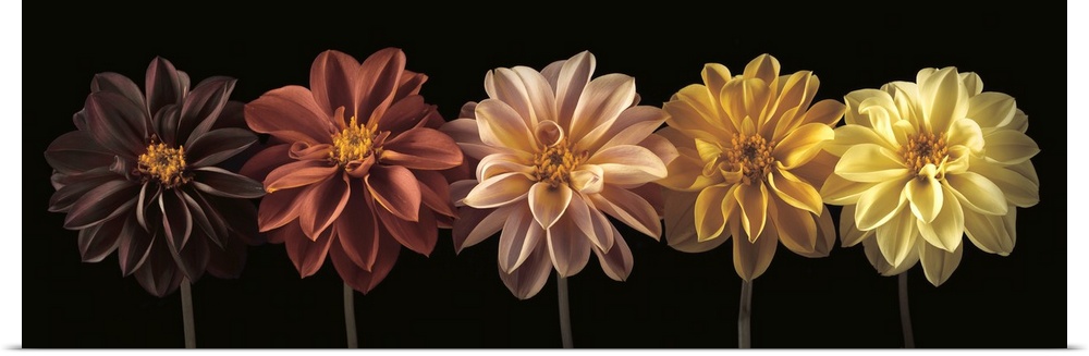 A photo of a row of flowers, from darker to brighter colors.