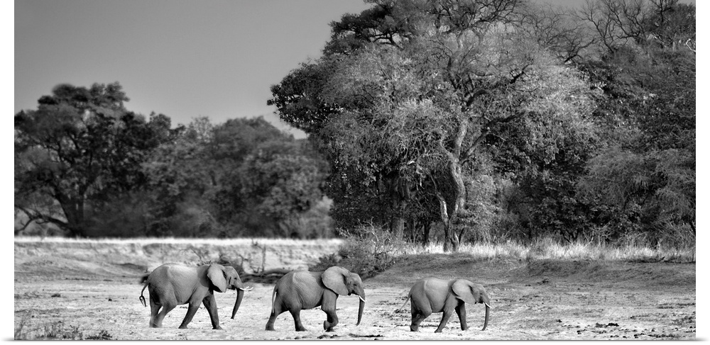 Black and white photo of three elephants walking in a row across the safari plain.