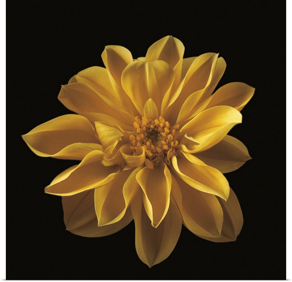 Beautiful yellow flower bloom against a black backdrop.