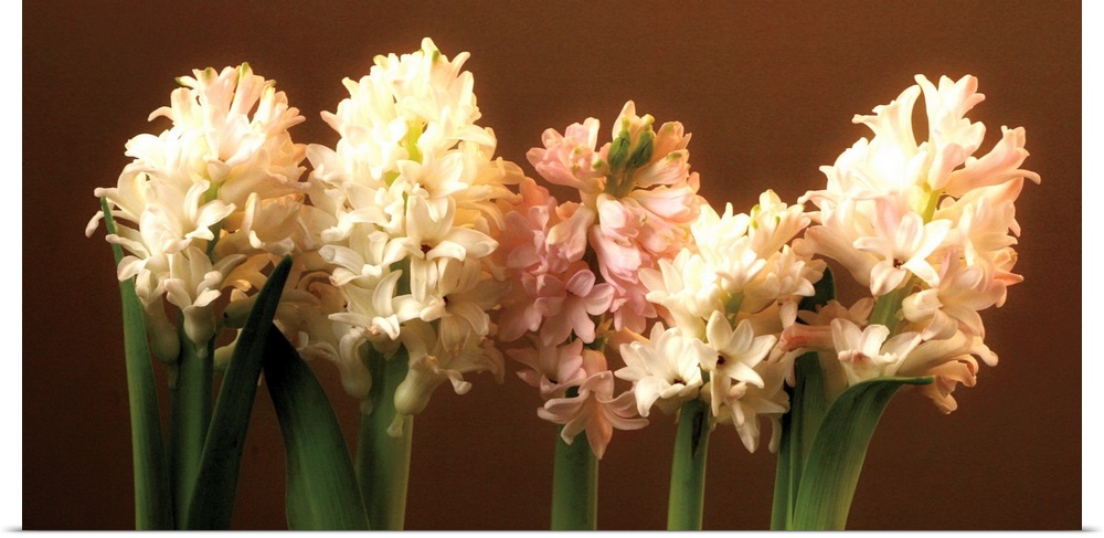 A row of cream and light pink Hyacinthus in bloom against a brown backdrop.