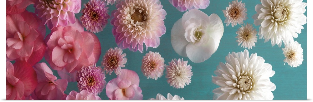 Panoramic image of a group of flowers, fading from pink to white, on a teal backdrop.