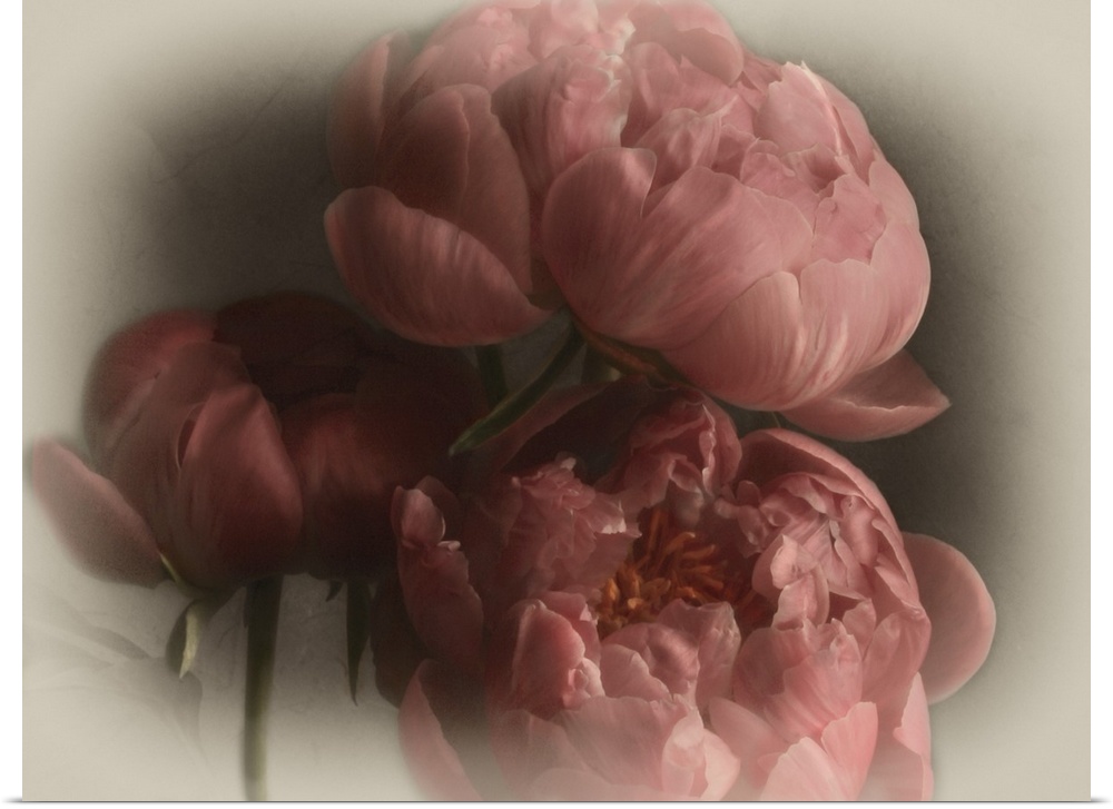 Three large pink blooming flowers with a soft light vignette on the edges on the image.