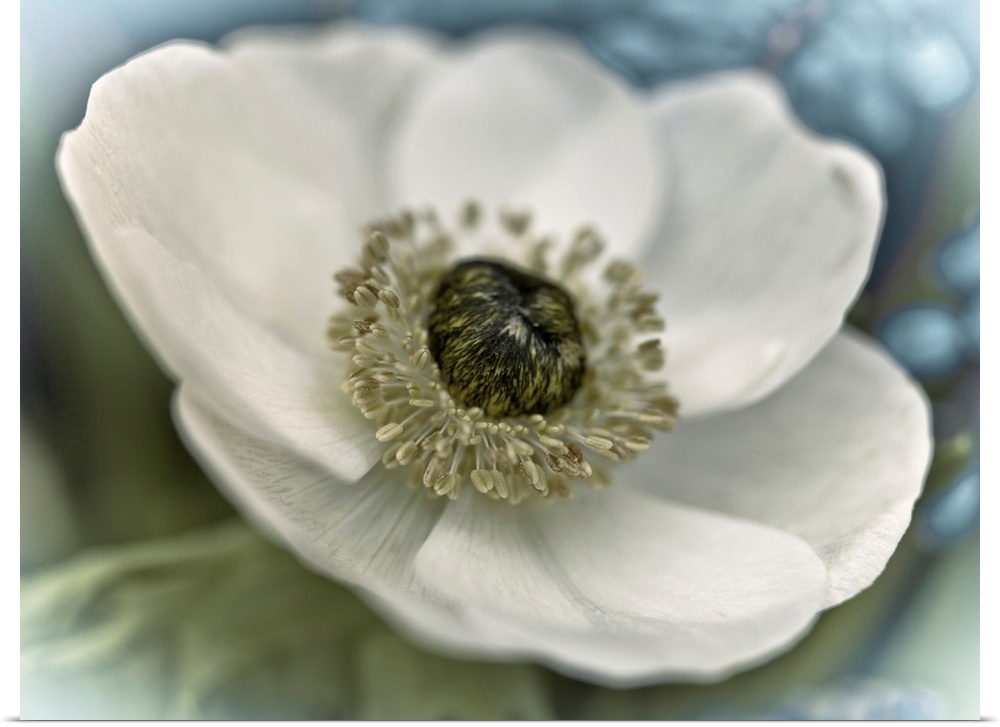 Image of a white flower with a soft focus vignette on the edges.