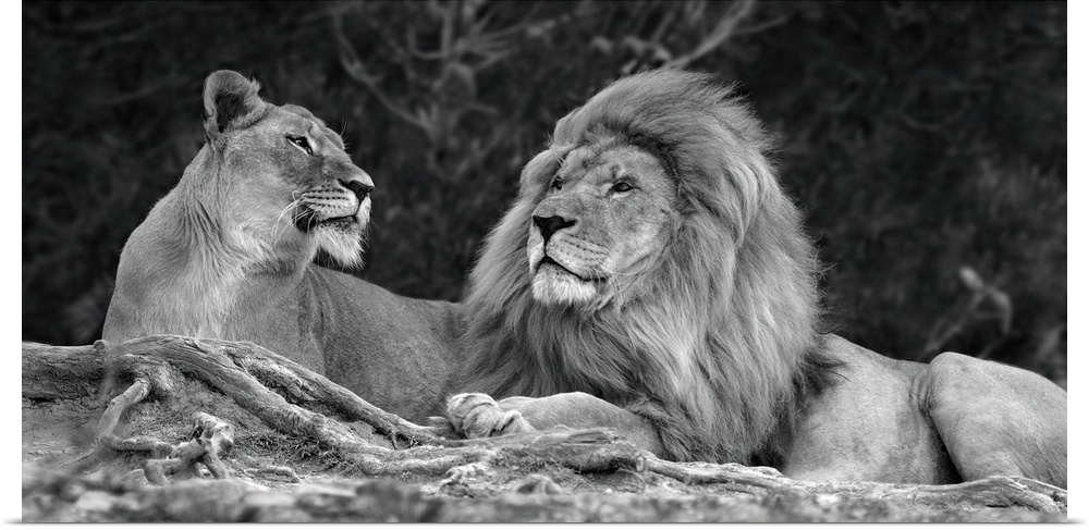 A black and white photograph of two lions laying next to each other.