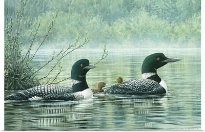 Northern Reflections - Loons