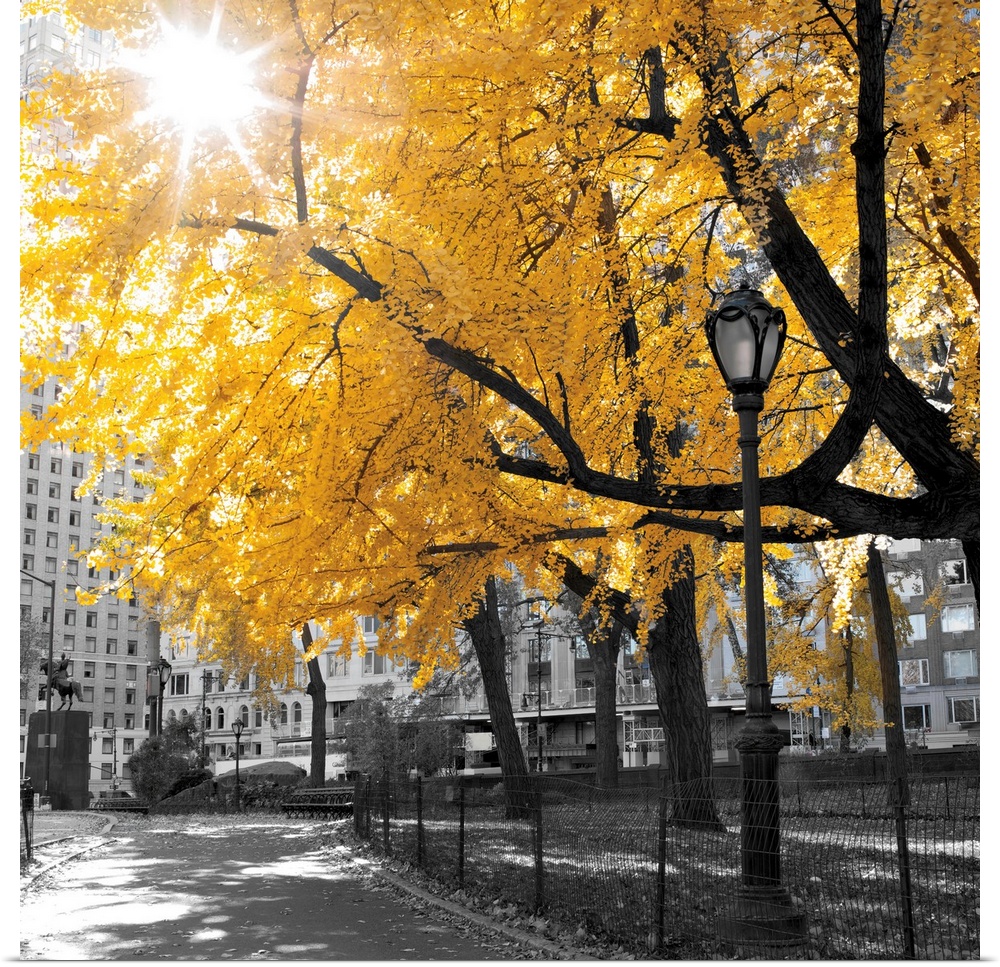 A square image of a path through a wooded park where the image is in black and white while the trees are in color.