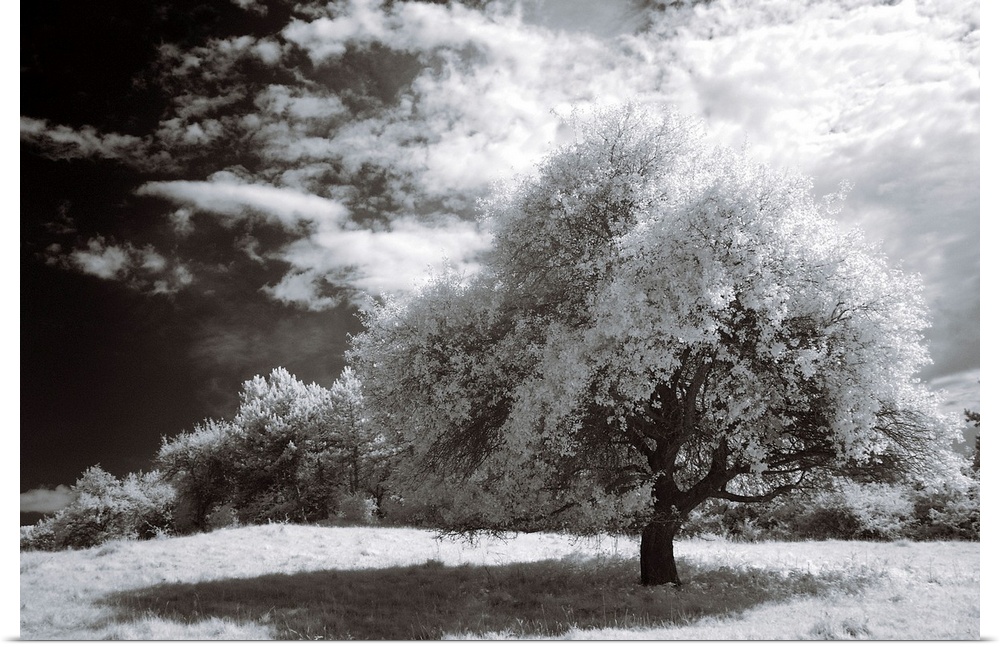 An infrared photograph of a beautiful landscape with large clouds.