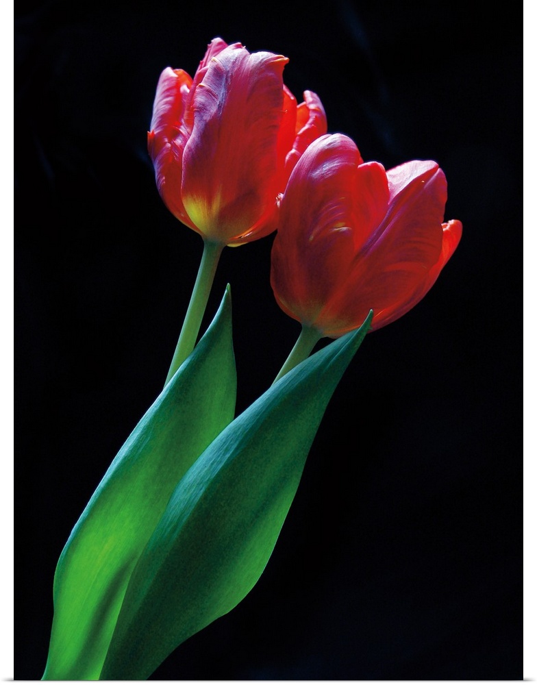 Vertical photograph of two red tulip with long leaves against a black backdrop.