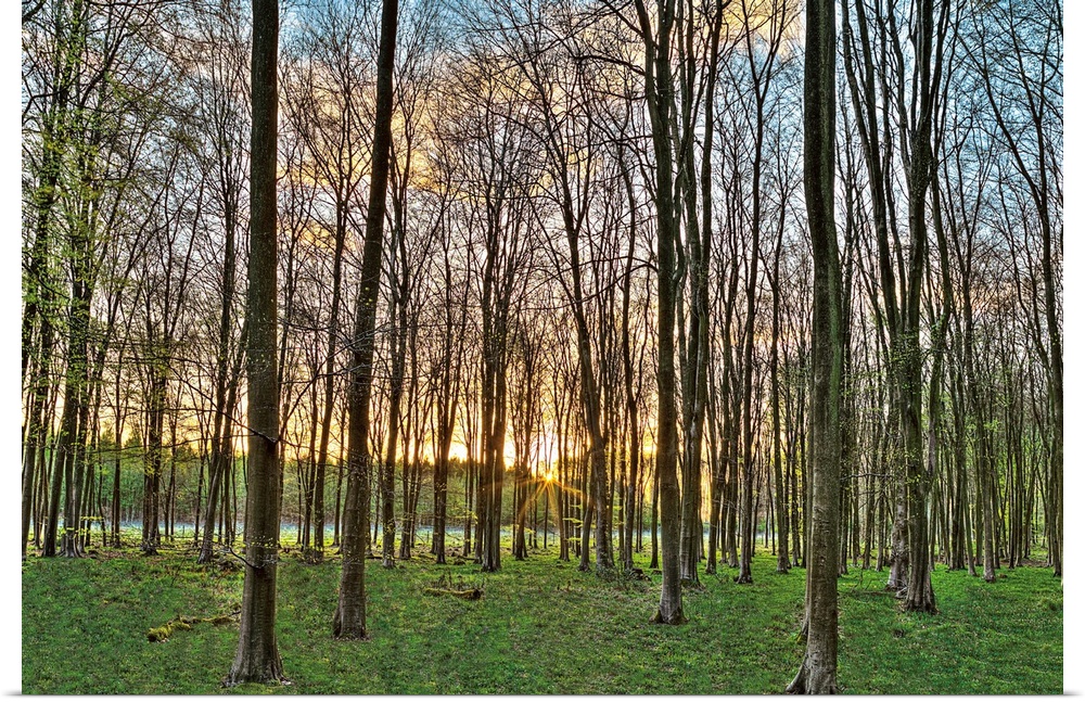 horizontal photograph of a forest of trees with the sun setting in the distance.