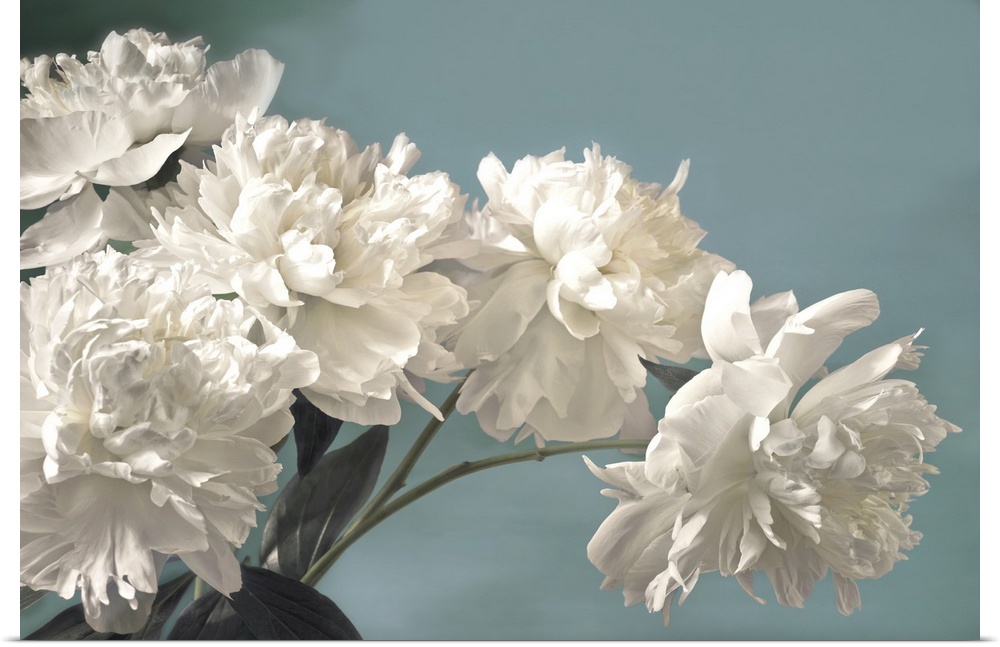 Photograph of large white blooms against a light blue background.