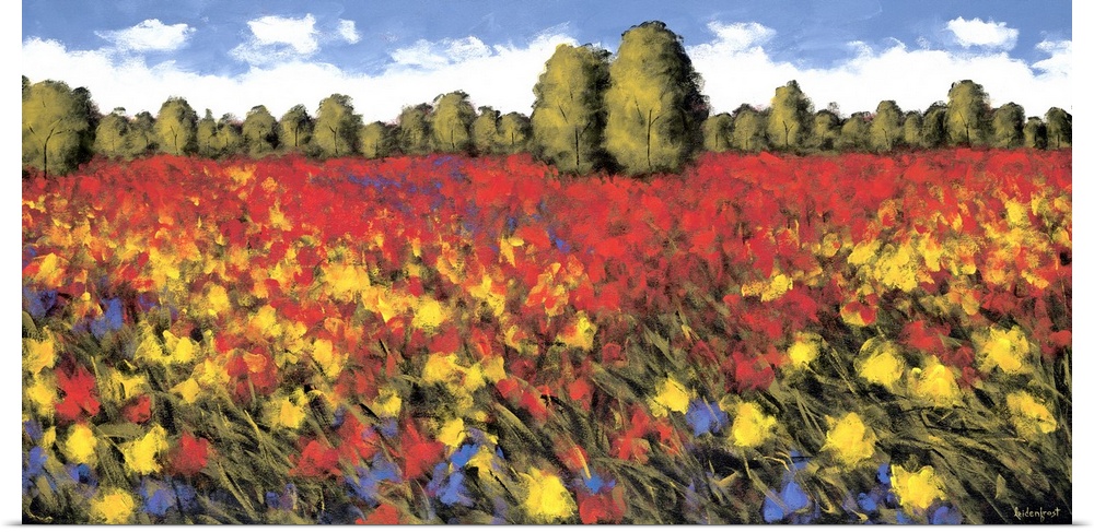 A panoramic image of a field of red and yellow flowers with a line of trees in the background.