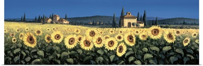 Tuscan Panorama, Sunflowers