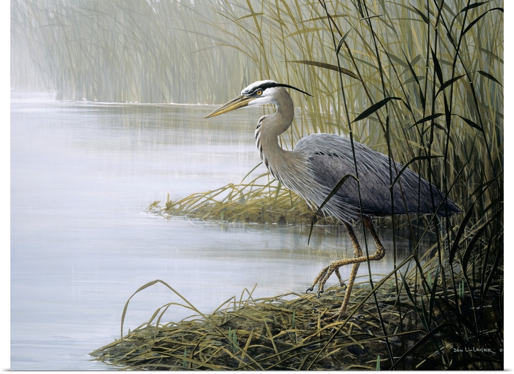 Painting of a large gray bird walking along the marsh in tall grass.