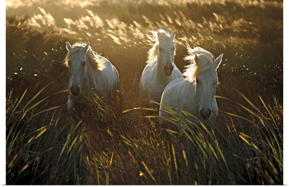 Photograph of three white horse walking through a field of tall grass as the wind blows.