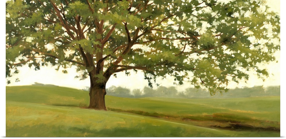 Panoramic landscape of a large tree in a field of green grass with a line of a distance woods in the background.