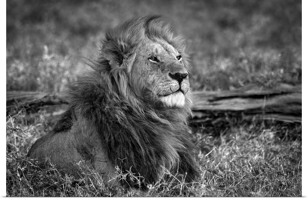 Lion sitting on a dry grass field.