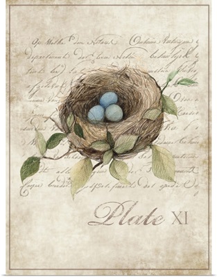 Bird Nest Study