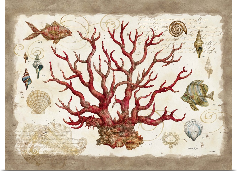 The elegant shape of coral is captured in this botanical study