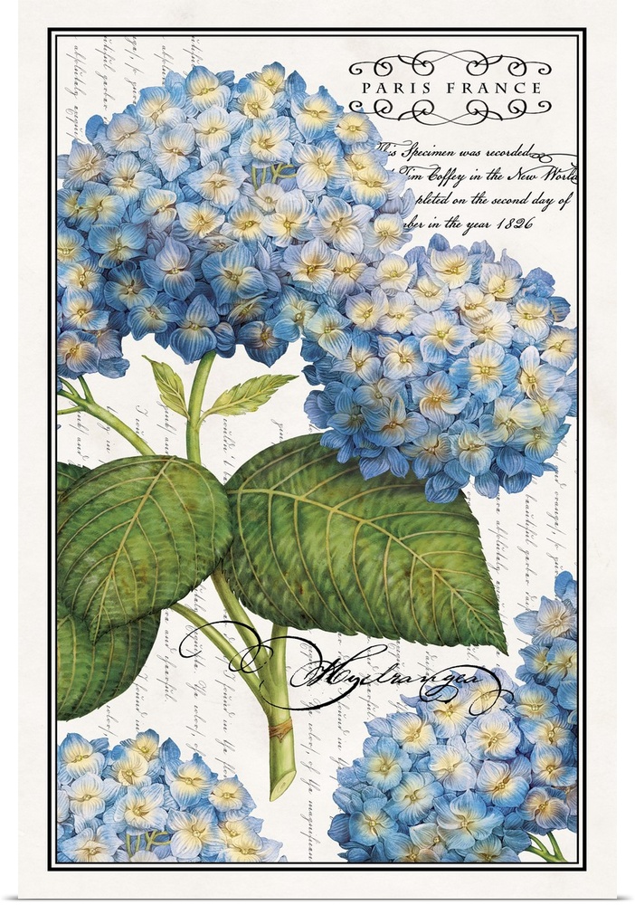 Botanical Hydrangeas add a lovely soft blue floral touch to the home