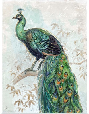 Classic Peacock