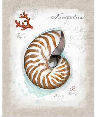 Coastal Discoveries - Nautilus Shell
