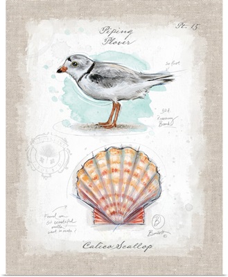 Coastal Discoveries - Plover and Scallop