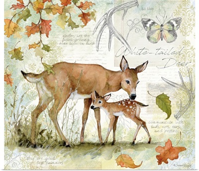 Deer & Fawn