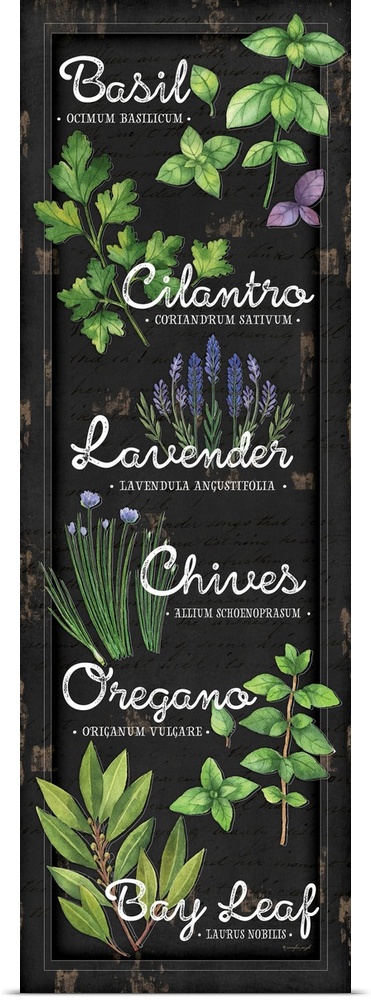 A digital illustration of a variety of herbs on a distressed black backdrop.