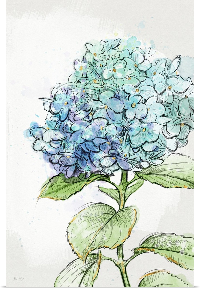 The popular periwinkle hydrangea is showcased here