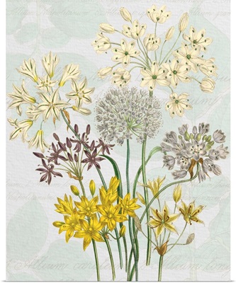 Iris & Wildflower Study