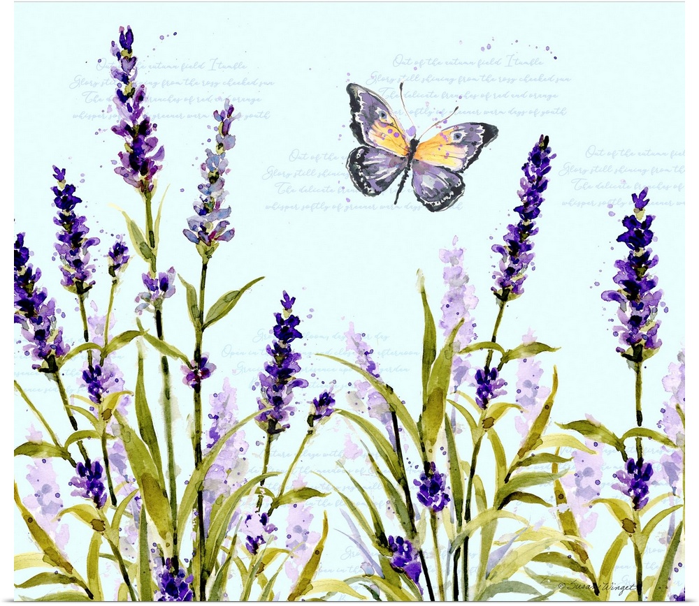 A butterly floats about these lovely lavender stems.