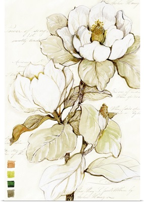 Magnolia Bloom 1
