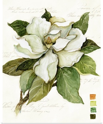 Magnolia Bloom 3