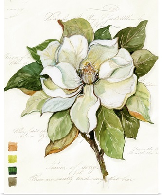 Magnolia Bloom 5