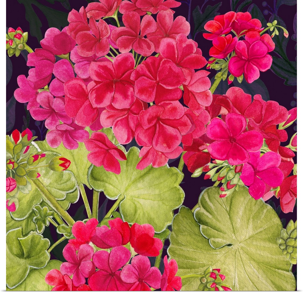 This richly colored geranium makes a striking design statement.