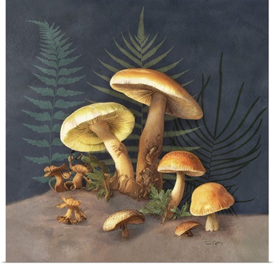 Mushrooms & Ferns 1