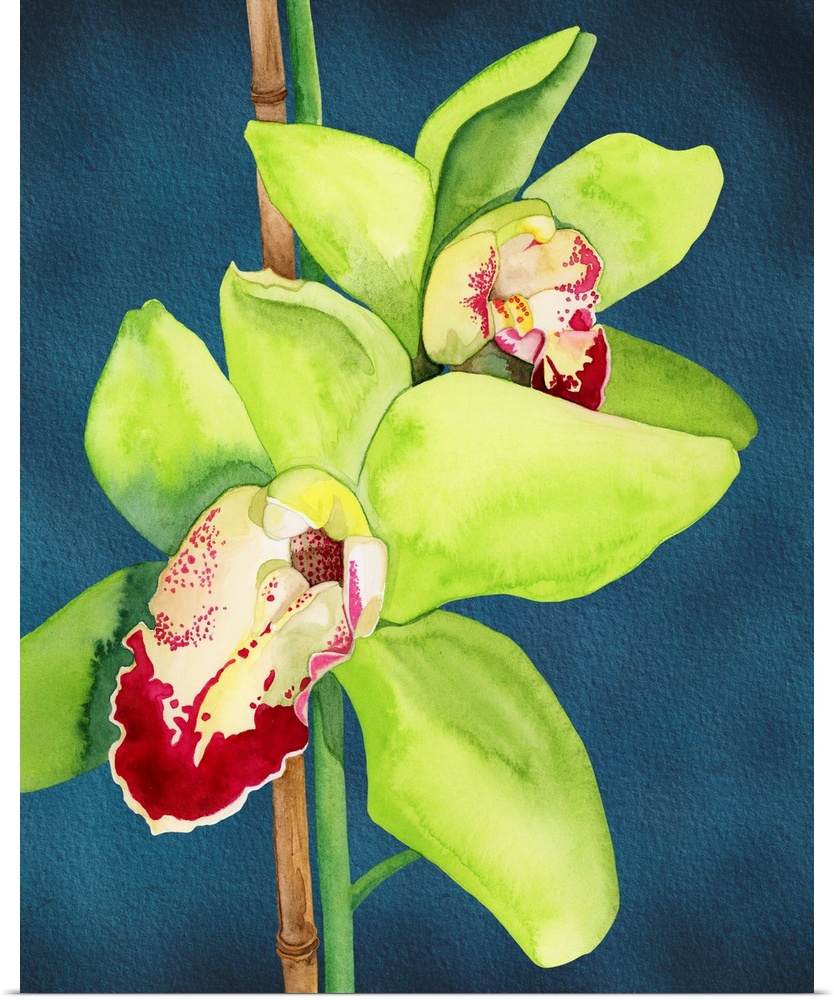 A botanical rendering of the showy orchid will add classic imagery into your home.