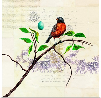 Ornithology - Robin